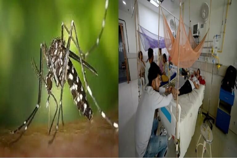 dengue4